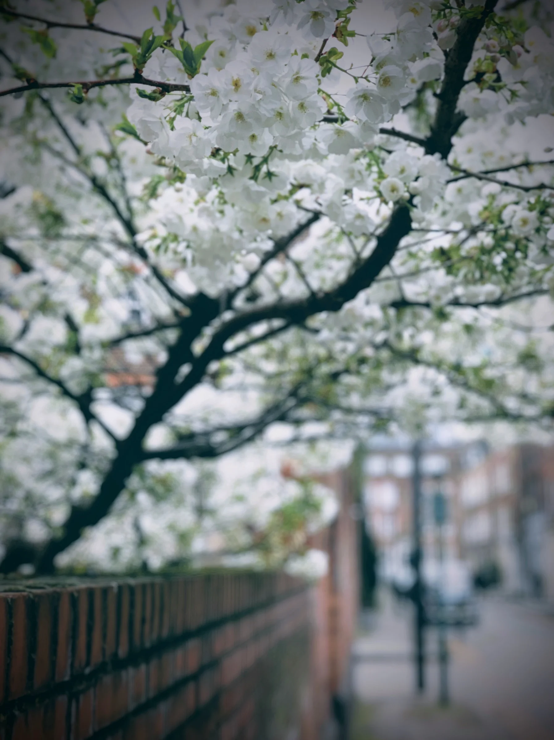 Cherry Blossom in East London iPhone XS using ‘Portrait’ mode