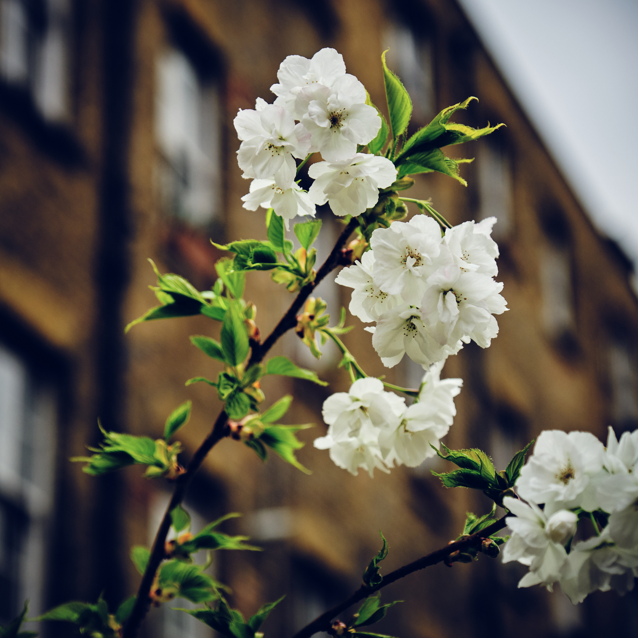 Cherry Blossom in East London Fuji X-T3 16-55mm