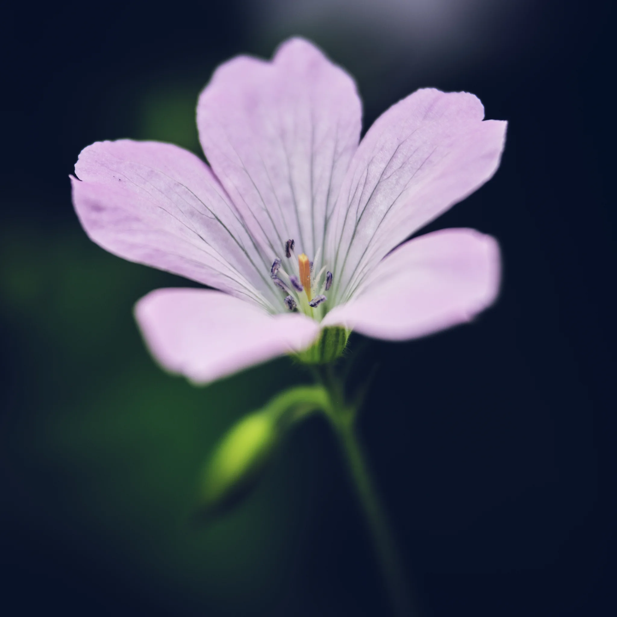 Fuji 90mm f2 and Fuji MCEX-11 Macro Extension Tube