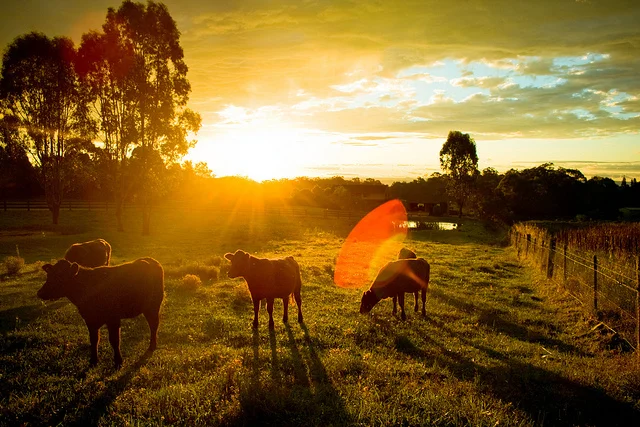 1. Photos at the Golden Hour http://bit.ly/hLj1zm
2. Gorgeous little films about the experience of studying abroad http://bit.ly/egYbMz
3. An ENORMOUS banyan tree in India http://bit.ly/dXABE3
4. Some of the greatest movies stunts http://bit.ly/hXqPlJ
5. This guy, proposing in public, didn't expect this http://bit.ly/dTZfFe

