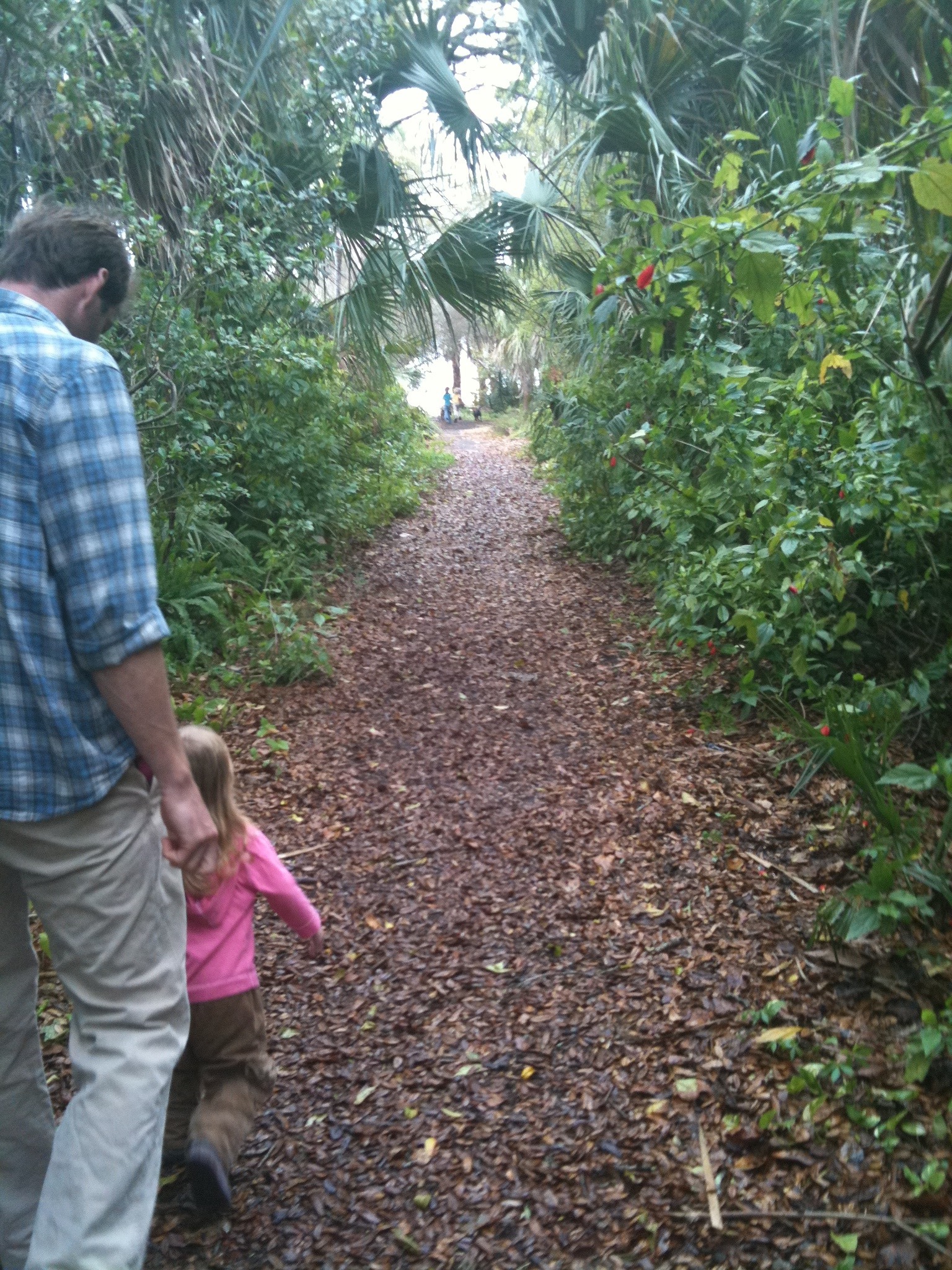 Jungle