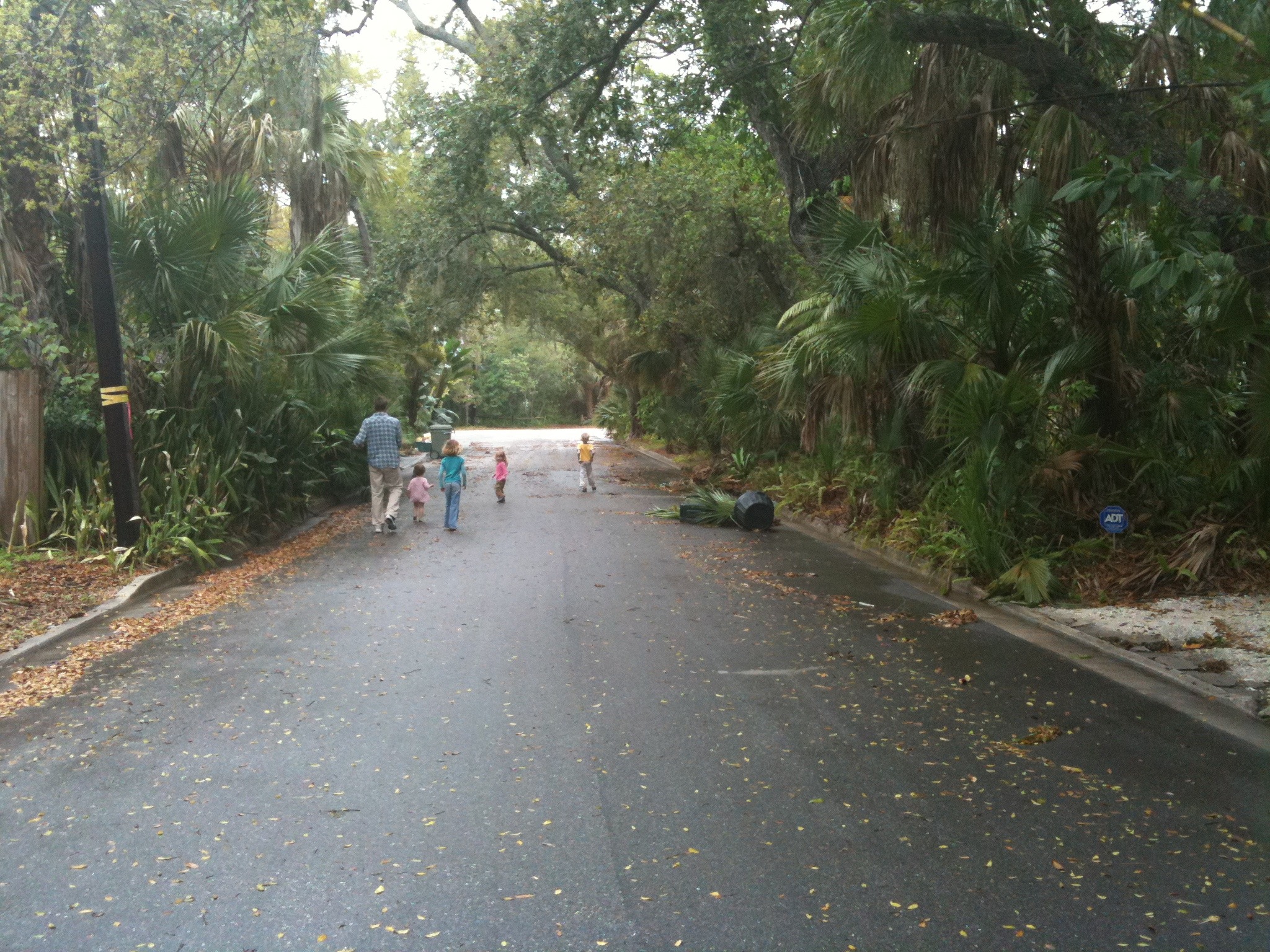 Jungle