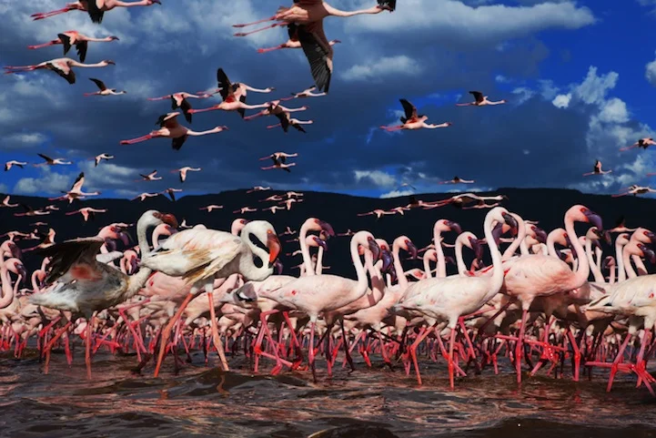 Million flamingos
