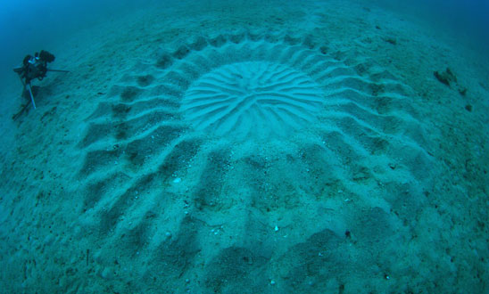 underwater-mystery-circle-8.jpeg