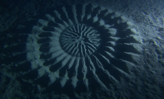 underwater-mystery-circle-6.jpeg