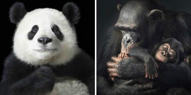 MORE-THAN-HUMAN-_-Tim-Flach-630x316.jpeg