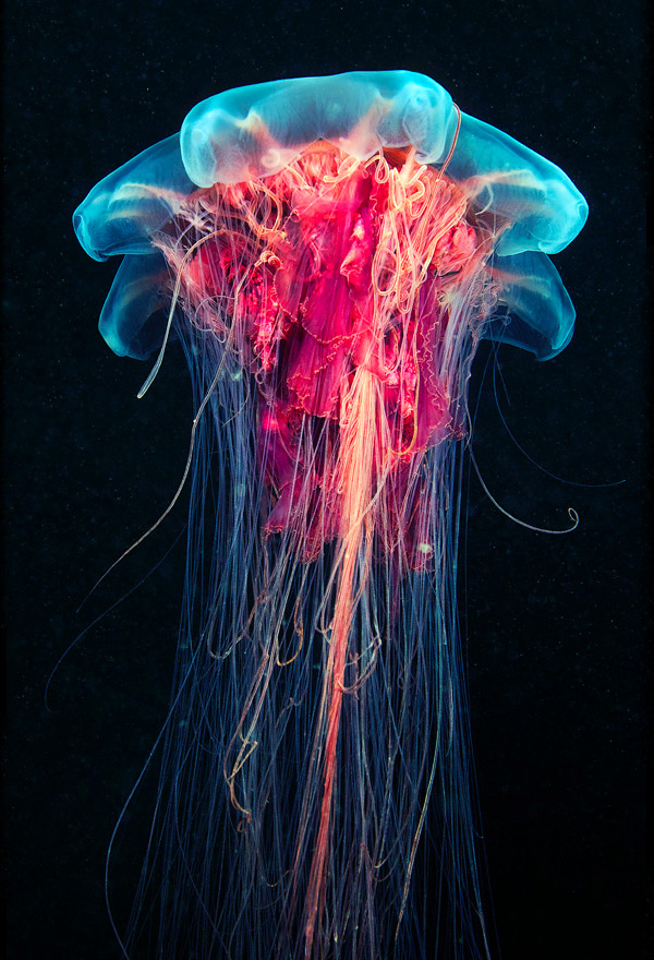 jelly-2.jpg