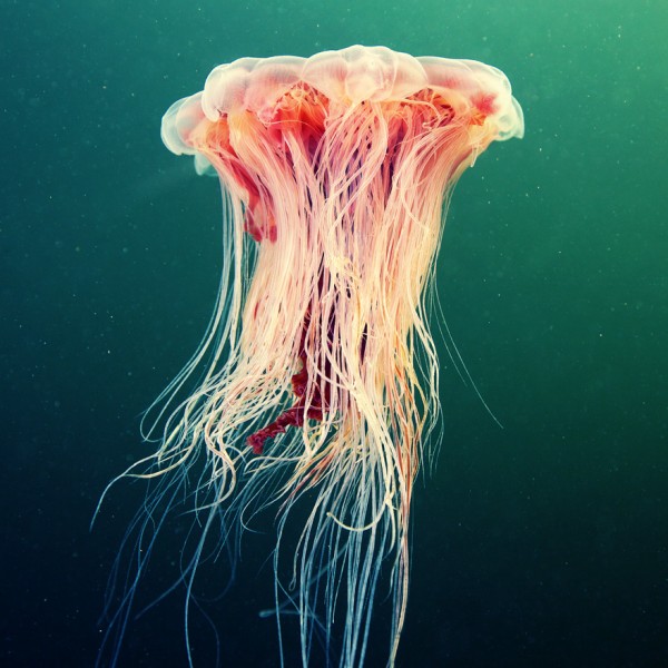 jelly-1-600x600.jpg