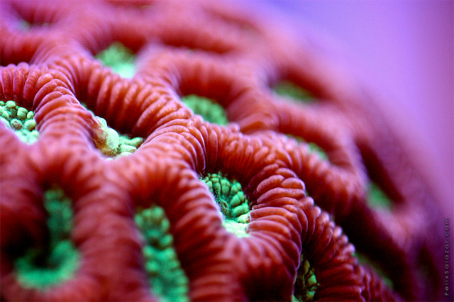 coral-3.jpg