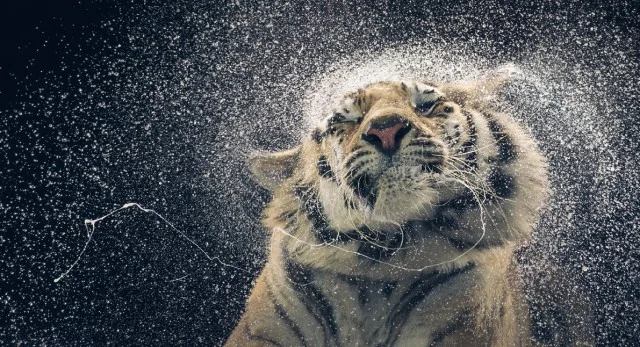 More Human Than Human - Animal Portraits by Tim Flach