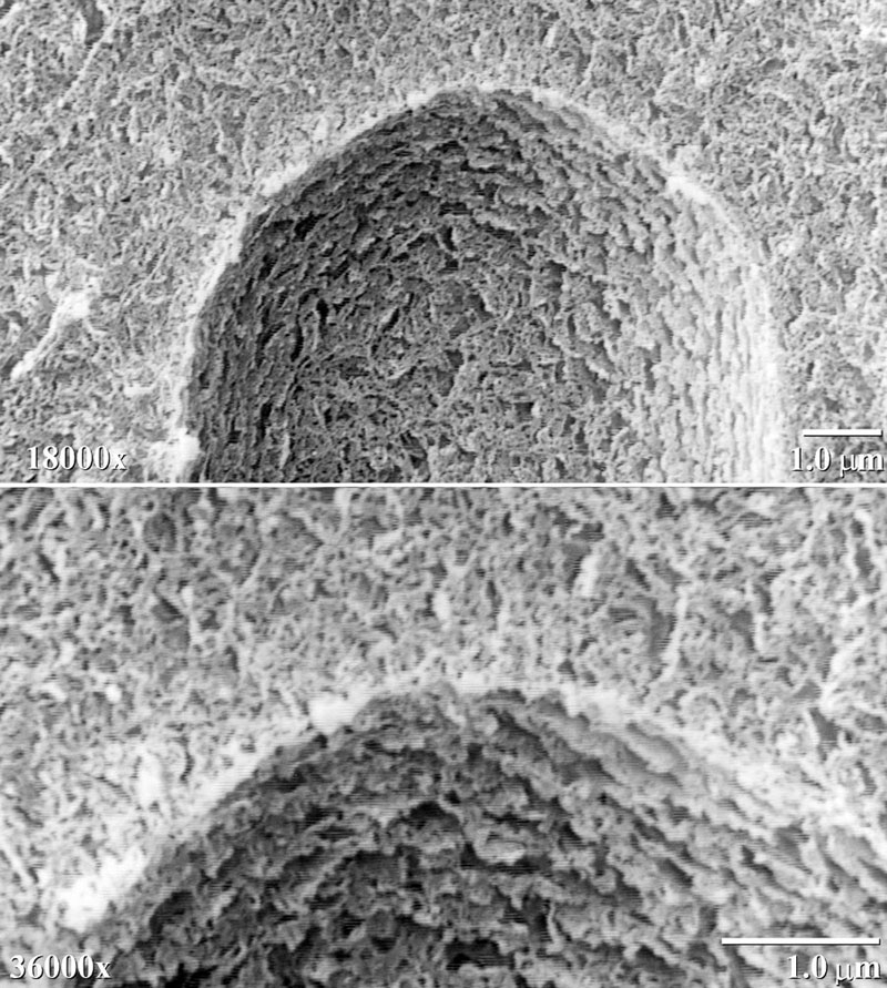 lt-sem-magnification-capability-4.jpg