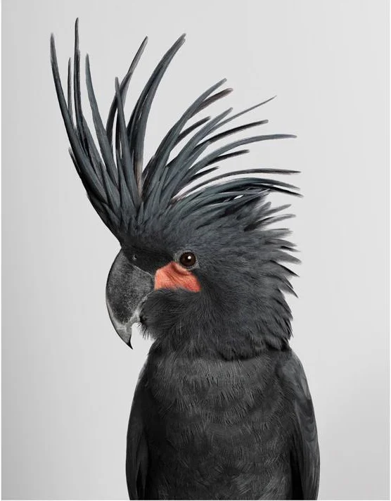 Bird Portraits For Humans