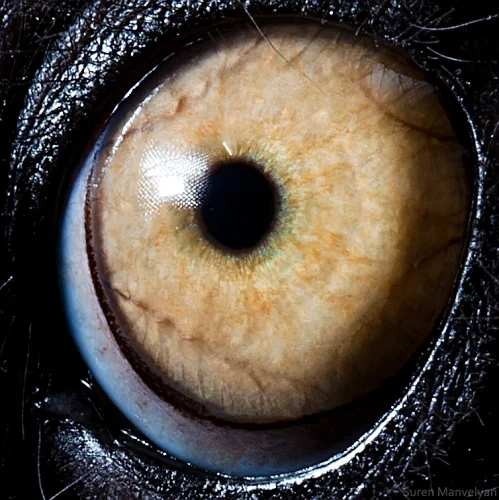 Animal Eyes up Close