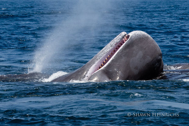 orcaspermwhale-8.jpg