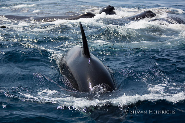 orcaspermwhale-1.jpg