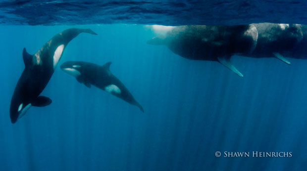 orcaspermwhale-9.jpg