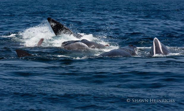 orcaspermwhale-5.jpg