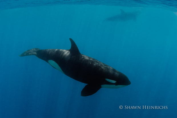 orcaspermwhale-3.jpg