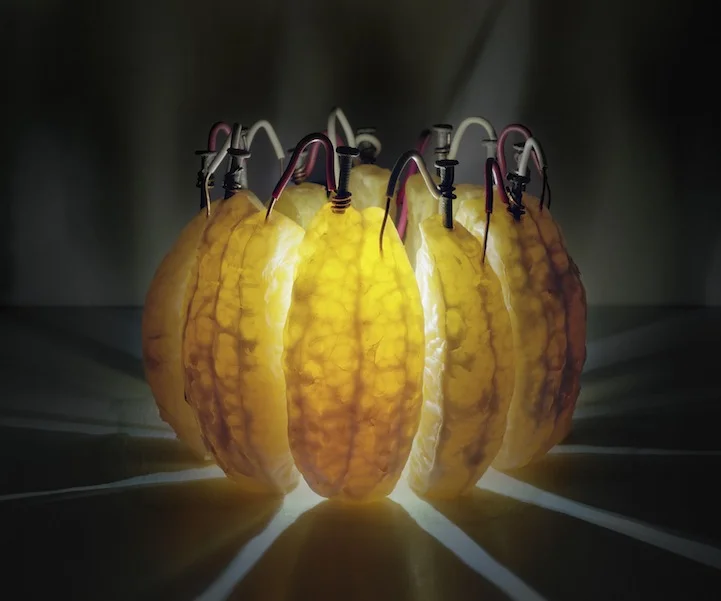 Still Lifes Lit By Their Own Electricity Brings Science and Art Together