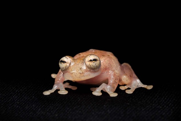Frog-Portraits-by-Peter-Lipton-11-634x422.jpg