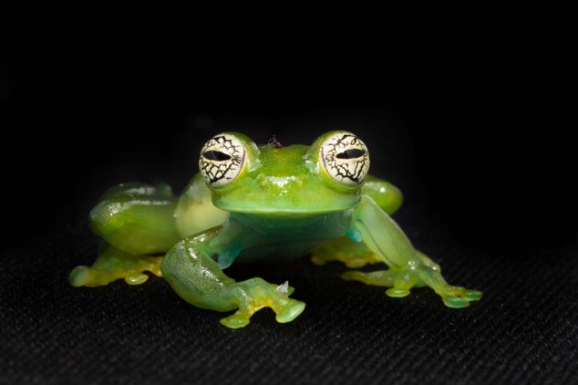 Frog-Portraits-by-Peter-Lipton-12-634x422.jpg