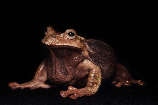 Frog-Portraits-by-Peter-Lipton-01-634x422.jpg