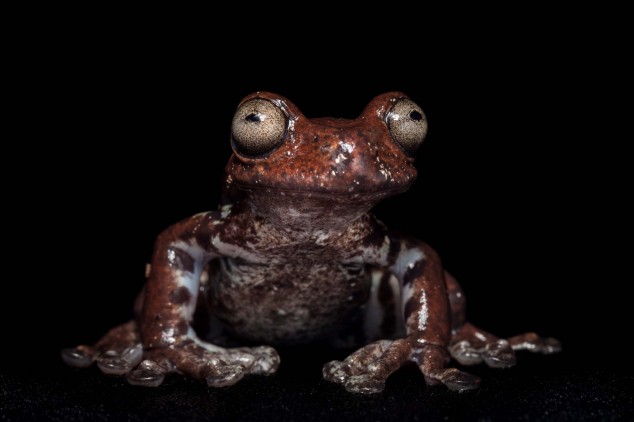 Frog-Portraits-by-Peter-Lipton-02-634x422.jpg