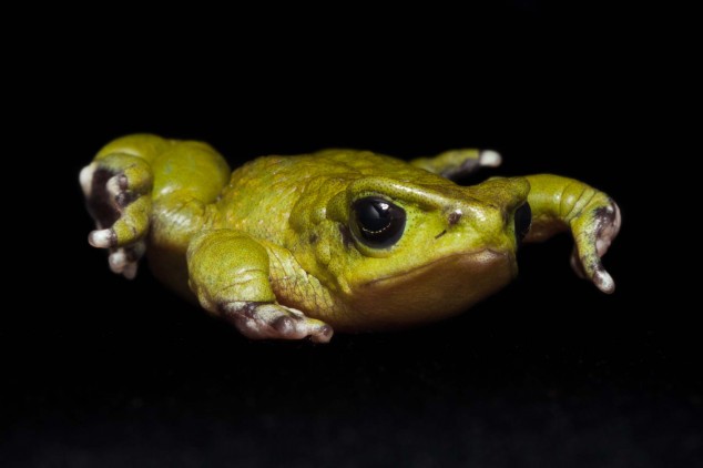 Frog-Portraits-by-Peter-Lipton-03-634x422.jpg