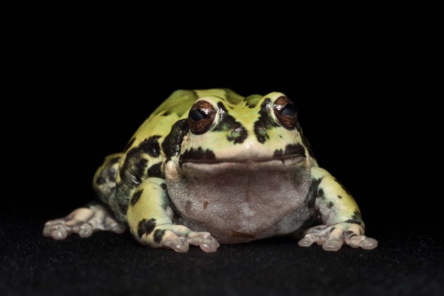 Frog-Portraits-by-Peter-Lipton-06-634x422.jpg