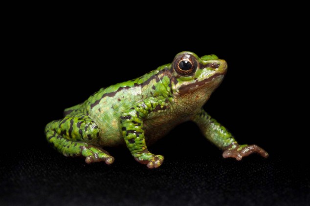 Frog-Portraits-by-Peter-Lipton-07-634x422.jpg