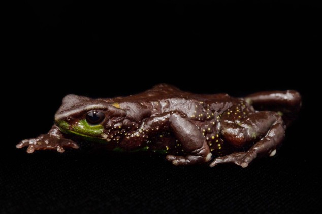 Frog-Portraits-by-Peter-Lipton-09-634x422.jpg