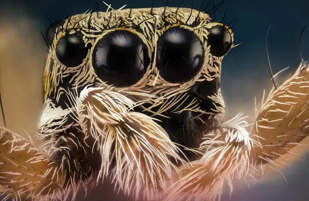 Macro Insects by Photographer Nicolas Reusens