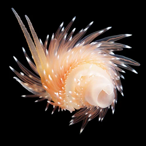 The Beauty of Sea Slugs from Alexander Semenov