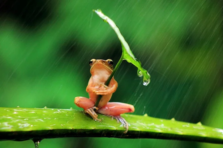Photo of the Day - The Humanity of Frogs