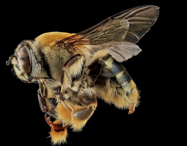 bee4.jpg