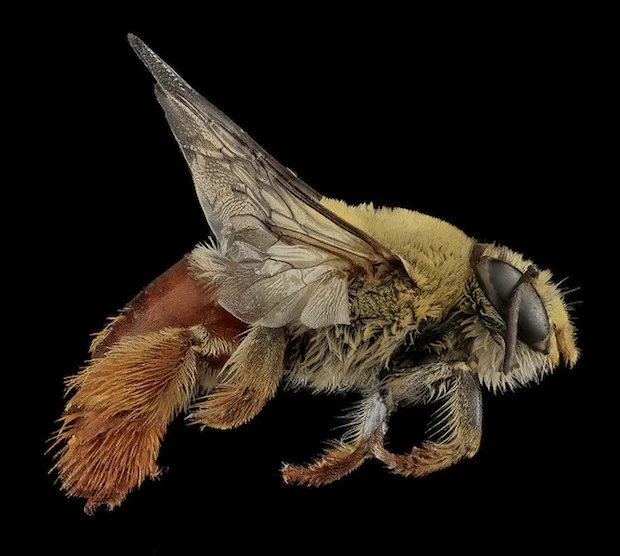bee6.jpg