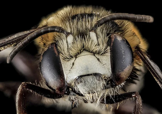 bee9.jpg