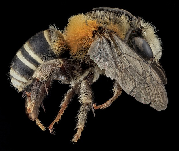 bee10.jpg