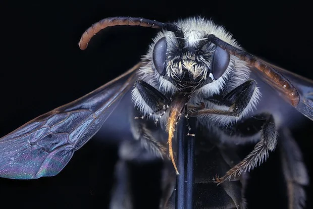 bee15.jpg