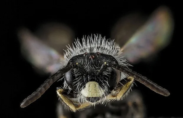 bee19.jpg