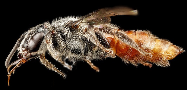 bee24.jpg