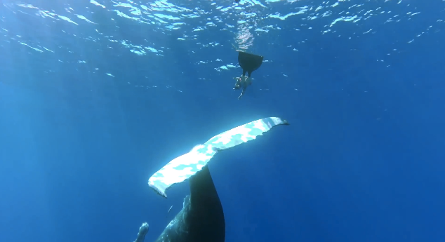 Go-Pro Made This Wonderful Whale Video