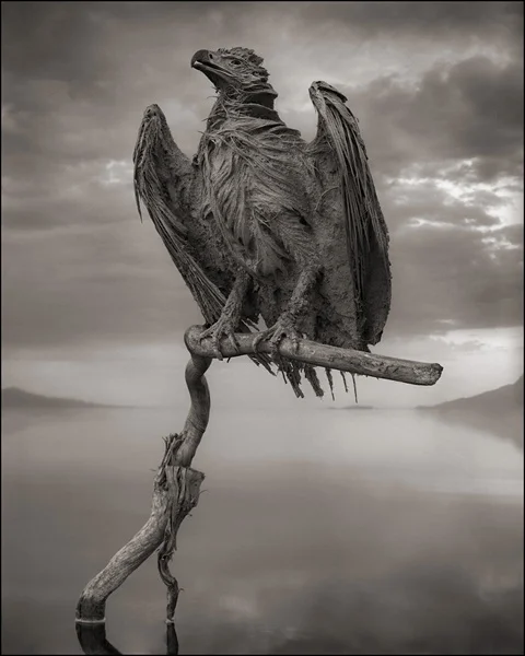 Nick Brandt's Stunning Photos of Birds Calcified by Lake Natron's Alkaline Waters