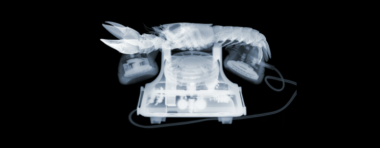X-Ray-Photography-by-Nick-Veasey-feeldesain-013.png