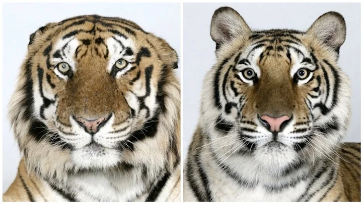 Stunning Bengal Tiger Portraits
