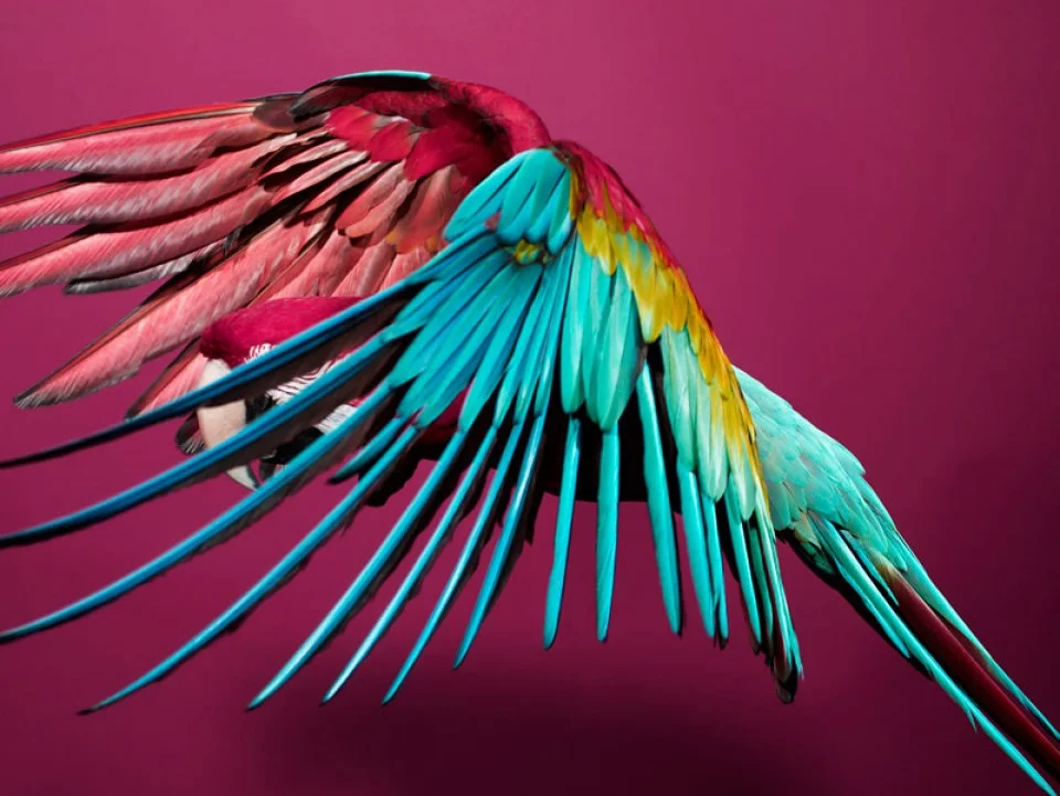 Colorful Parrot Plumage from Fashion Photographer Solve Sundsbo