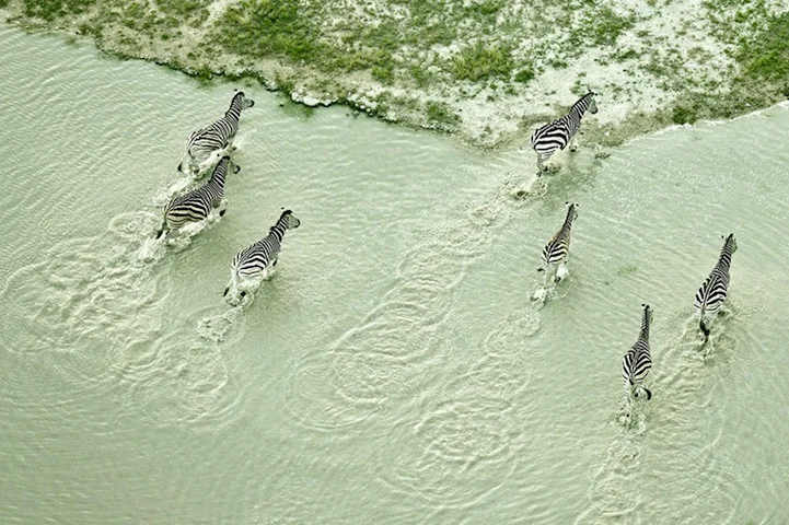 Aerial Photos of Botswana's Wildlife by Zack Seckler