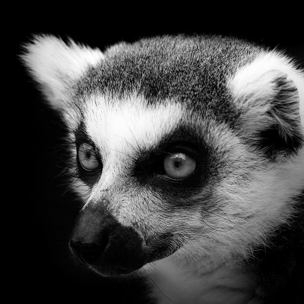 black-and-white-fine-art-animal-portraits-by-lukas-holas-1.jpg