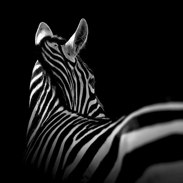 black-and-white-fine-art-animal-portraits-by-lukas-holas-3.jpg