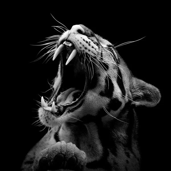 Stunning Black and White Animal Portraits from Czech Photographer Lukas Holas